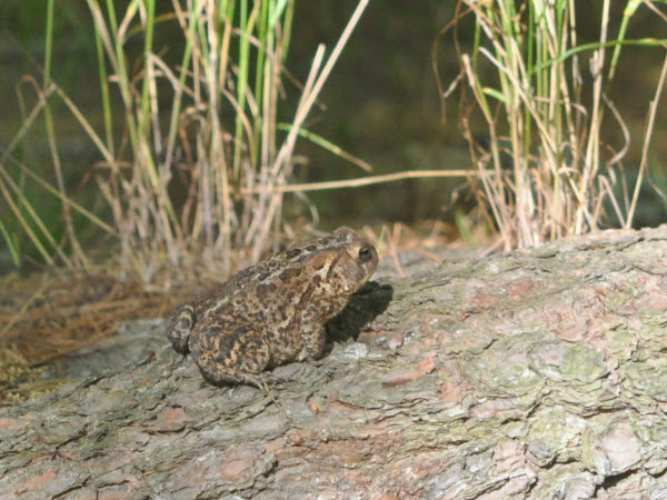 toad stow forest 20053001