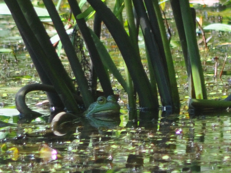 frog bullfrog or green stonybrook pond westford 20080702