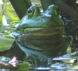 frog bullfrog or green stonybrook pond westford 20080707 detail