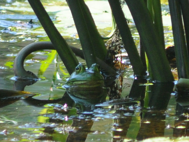 frog bullfrog or green stonybrook pond westford 20080707
